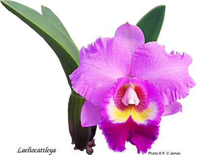 Laeliocattleya 029.jpg